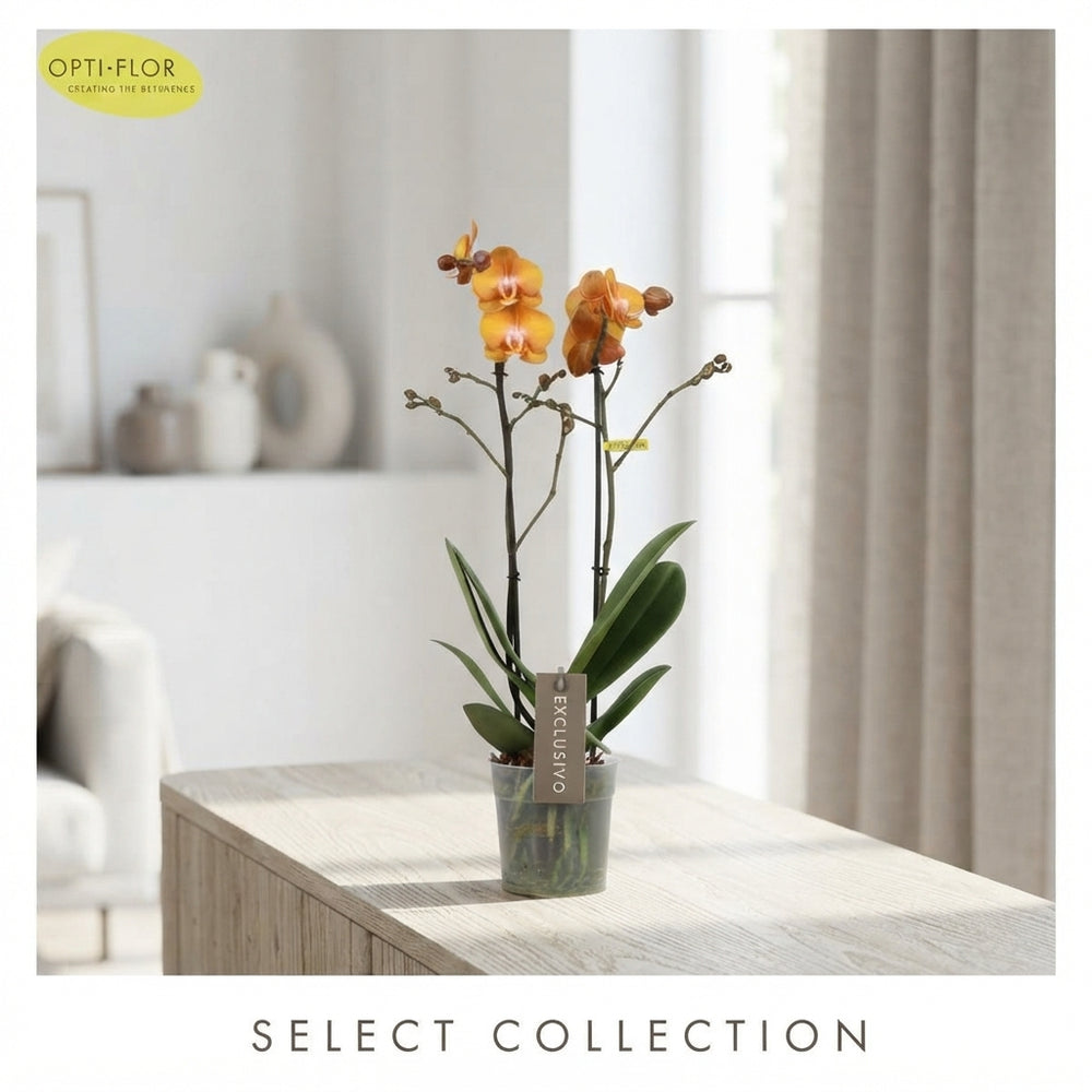 Orange Phalaenopsis Orchid ‘Las Vegas Gold’ – 12cm Pot