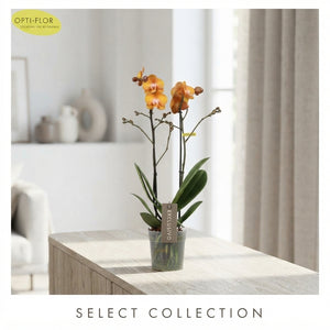 Orange Phalaenopsis Orchid ‘Las Vegas Gold’ – 12cm Pot