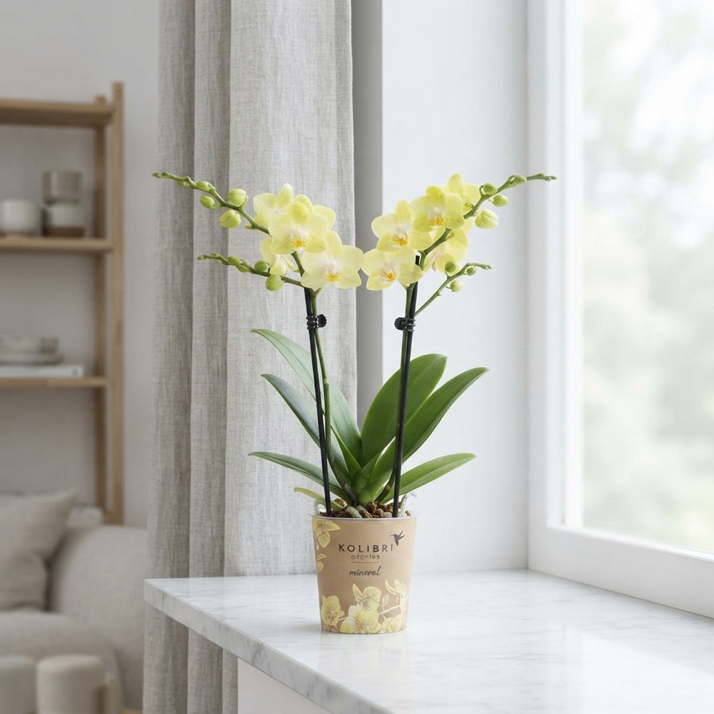 Yellow Phalaenopsis Orchid – 9cm Pot, 40cm Height