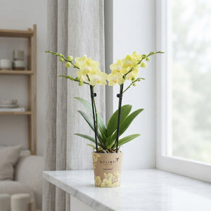 Yellow Phalaenopsis Orchid – 9cm Pot, 40cm Height