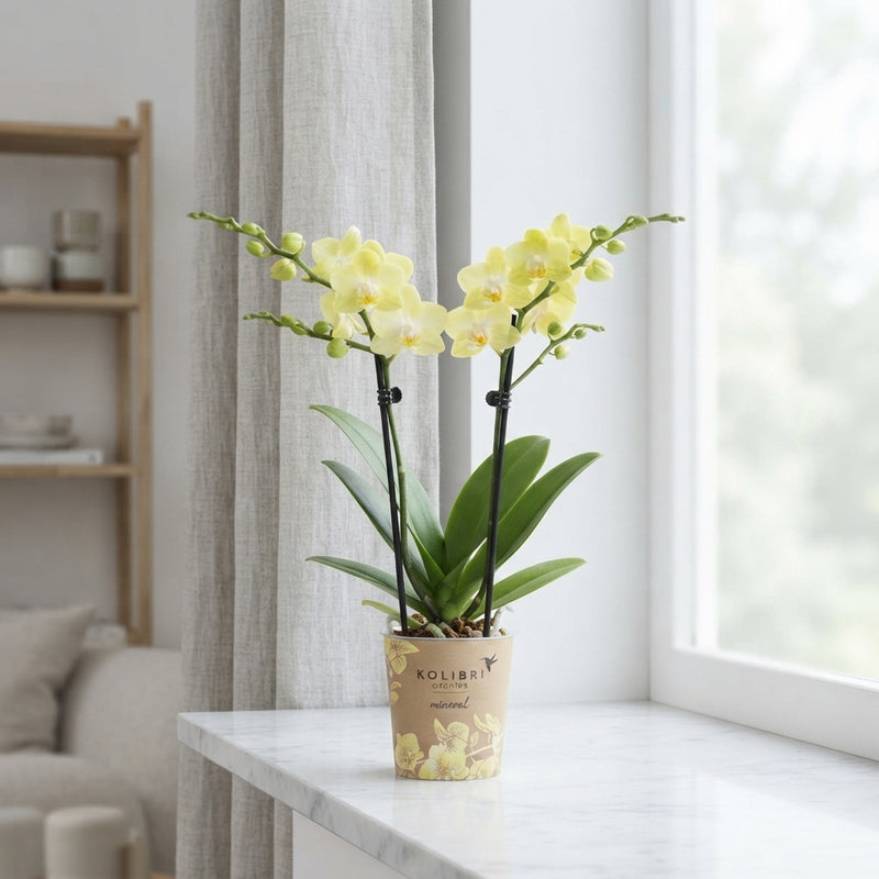 Yellow Phalaenopsis Orchid – 9cm Pot, 40cm Height