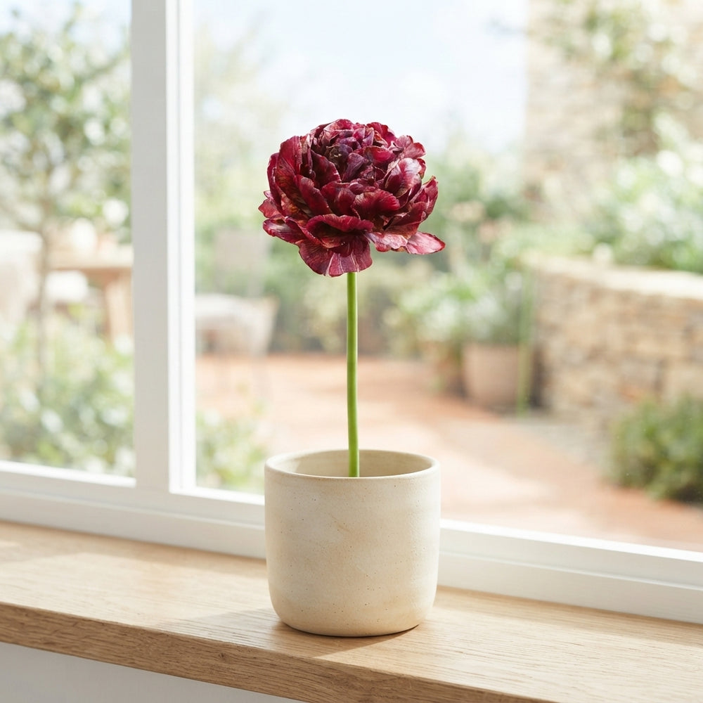 Double Late Tulip 'Nachtwacht' Bulbs – 12/+