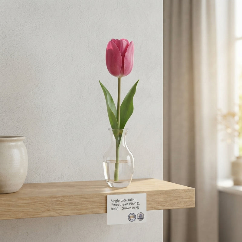 Mixed Single Late Tulip Bulbs – 12cm+