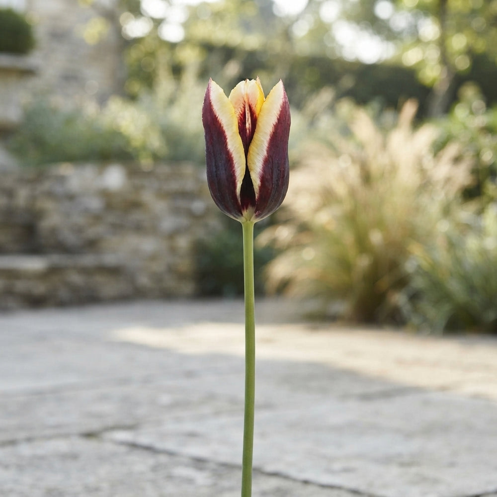 Tulipa ‘Garden Dance Club’ Flower Bulbs – Pack of 10