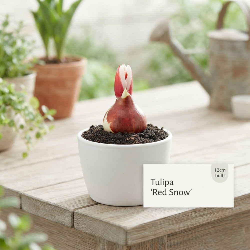 Red and White Snow Tulip Bulbs (Tulipa) – 12cm+