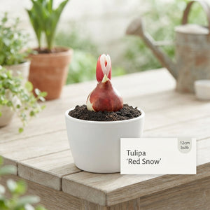 Red and White Snow Tulip Bulbs (Tulipa) – 12cm+