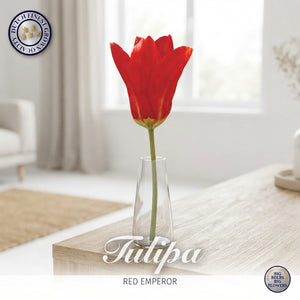 Red Emperor Fosteriana Tulip Bulbs – 12cm+