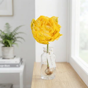 Exotic Sun Fringed Double Tulip Bulbs – 7 Bulbs