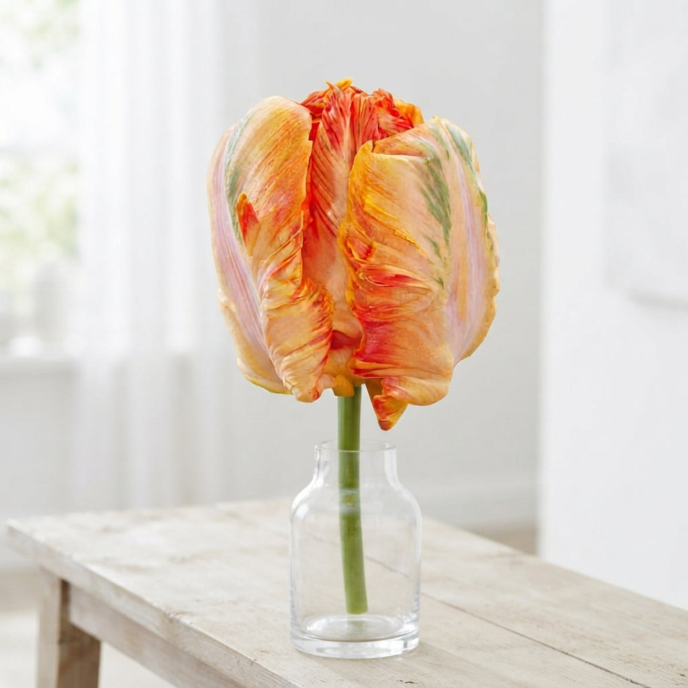Parrot Tulip ‘Parrot King’ Flower Bulbs – 12/+