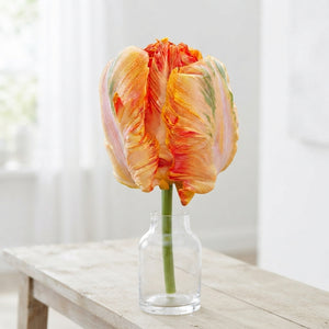 Parrot Tulip ‘Parrot King’ Flower Bulbs – 12/+
