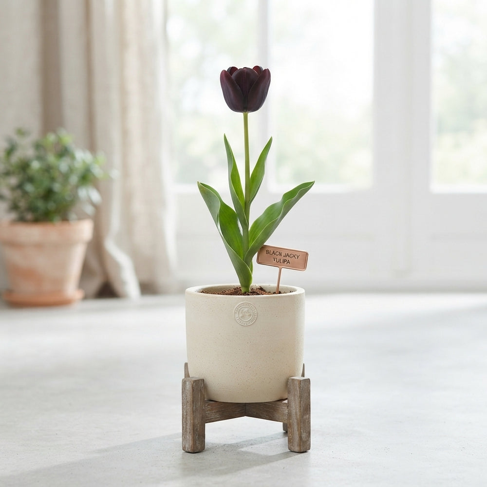 Tulipa ‘Black Jack’ Tulip Bulbs – 12/+ Bulb Size