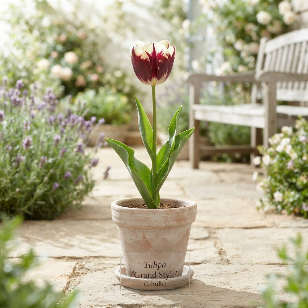 Tulipa Garden Grand Style Flower Bulbs – 12cm Bulbs