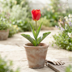 Mixed Botanical Tulip Bulbs (Tulipa kaufmanniana) – Pack of 10