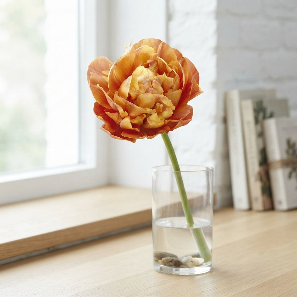 Tulipa ‘Valdivia’ Double Late Tulip Bulbs – 7 Bulbs