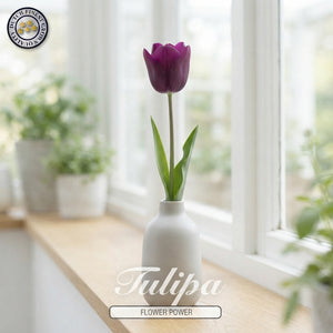 Tulipa Garden Flower Power Tulip Bulbs – 12/+