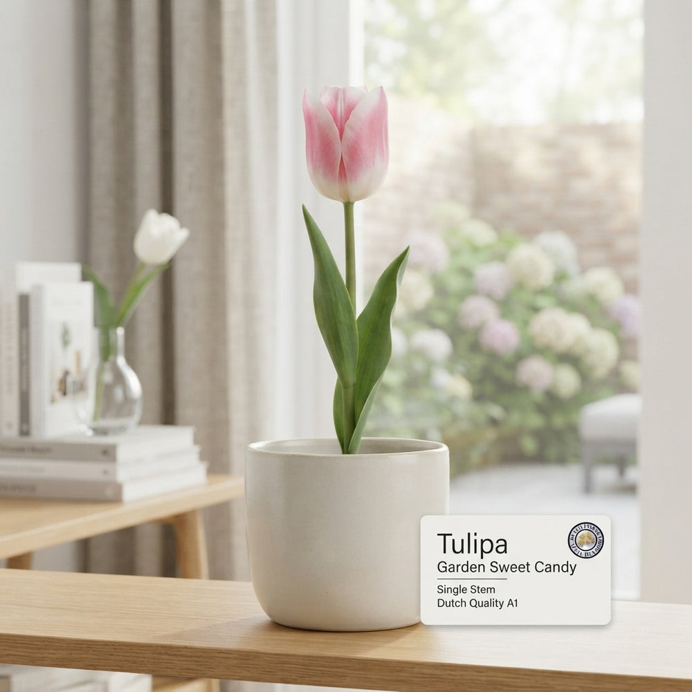 Tulipa ‘Garden Sweet Candy’ Tulip Bulbs – 12/+