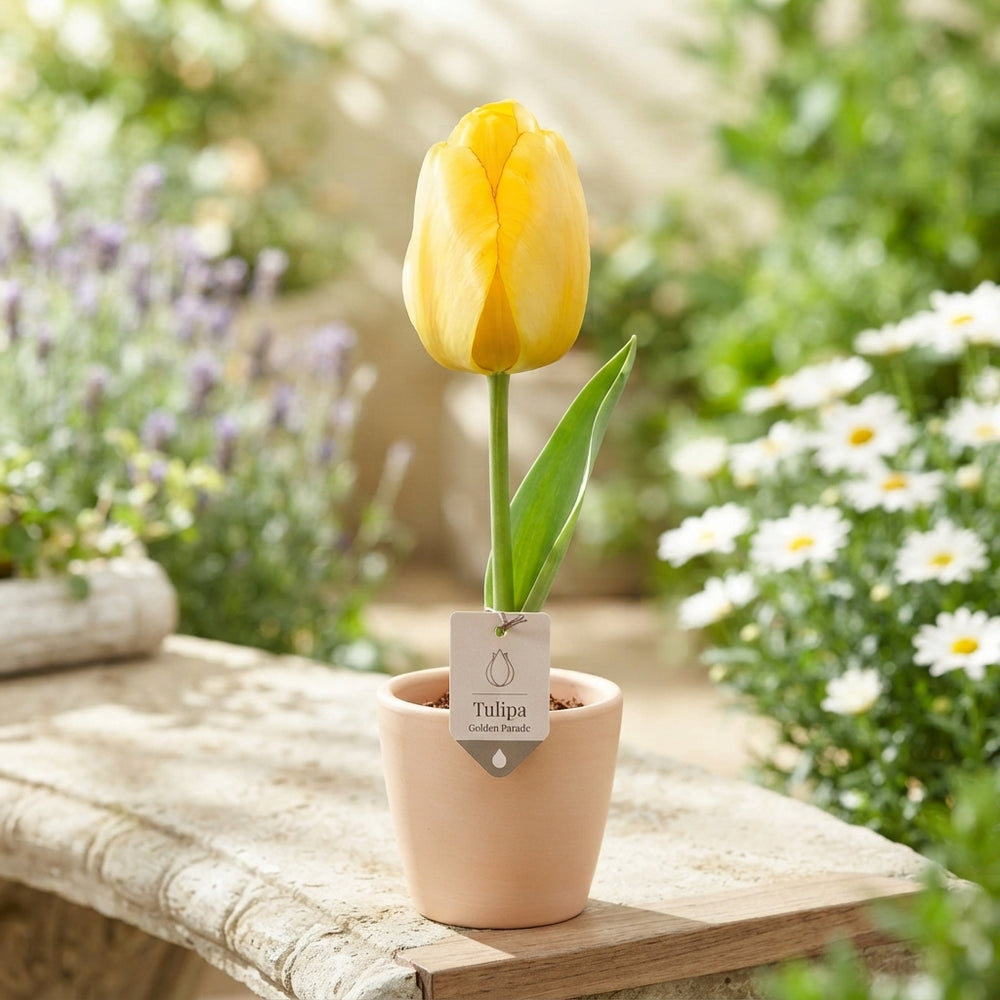 Tulip ‘Golden Parade’ Flower Bulbs – 12cm+ Bulbs