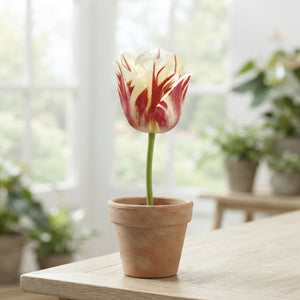 Tulip ‘Sorbet’ Single Late Flower Bulbs – 7 Bulbs