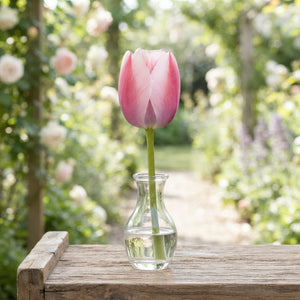 Tulipa ‘Apricot Delight’ Tulip Bulbs – 12/+ Bulb Size