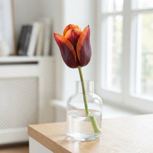Tulipa Triumph ‘Muvota’ Tulip Bulbs – 7 Pack