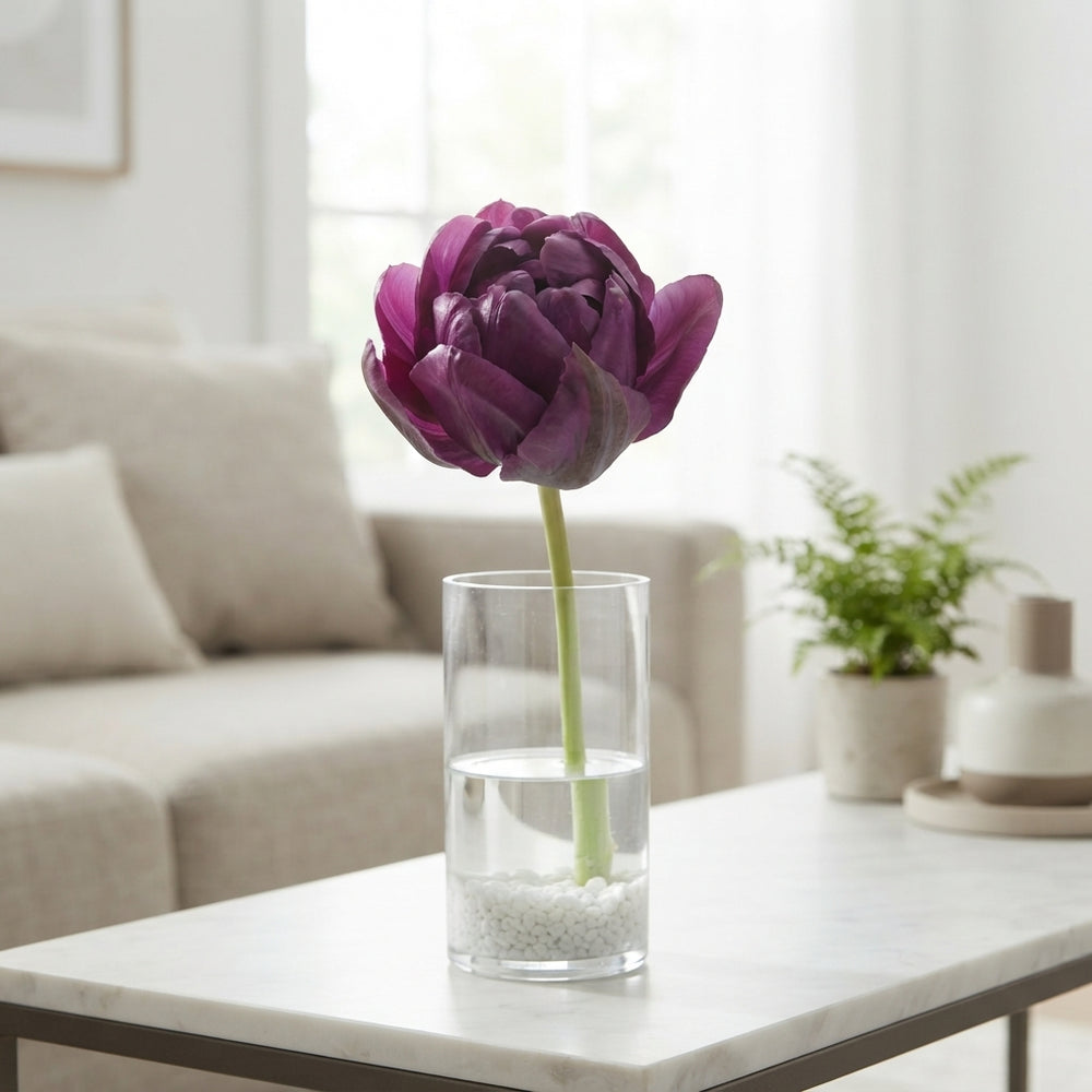 Tulipa ‘Negrita Double’ Double Late Tulip Bulbs – Size 12