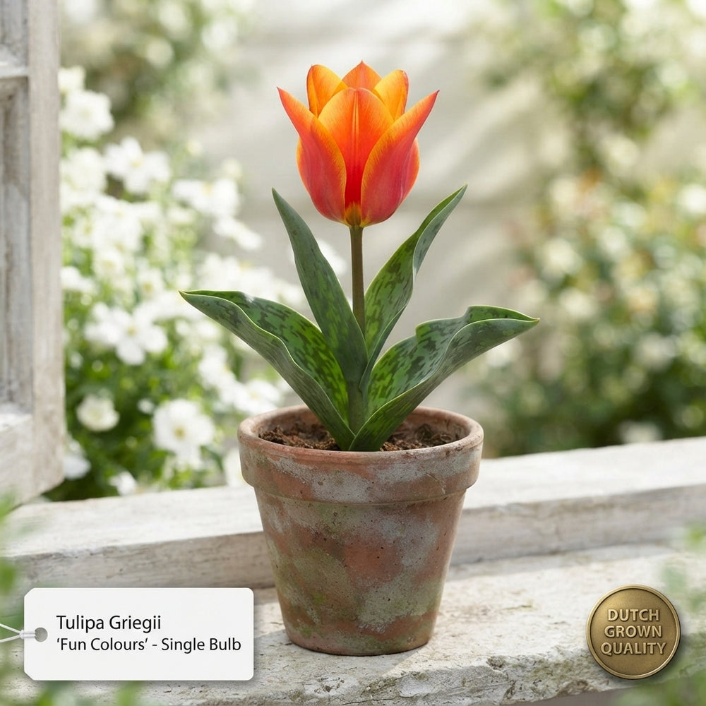 Tulipa Greigii ‘Fun Colours’ Mixed Tulip Bulbs – 12 cm Bulbs