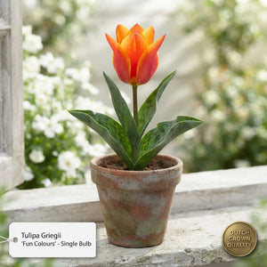 Tulipa Greigii ‘Fun Colours’ Mixed Tulip Bulbs – 12 cm Bulbs