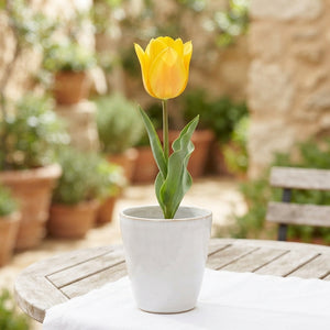 Tulipa kaufmanniana ‘Buttercup’ Tulip Bulbs – Pack of 7