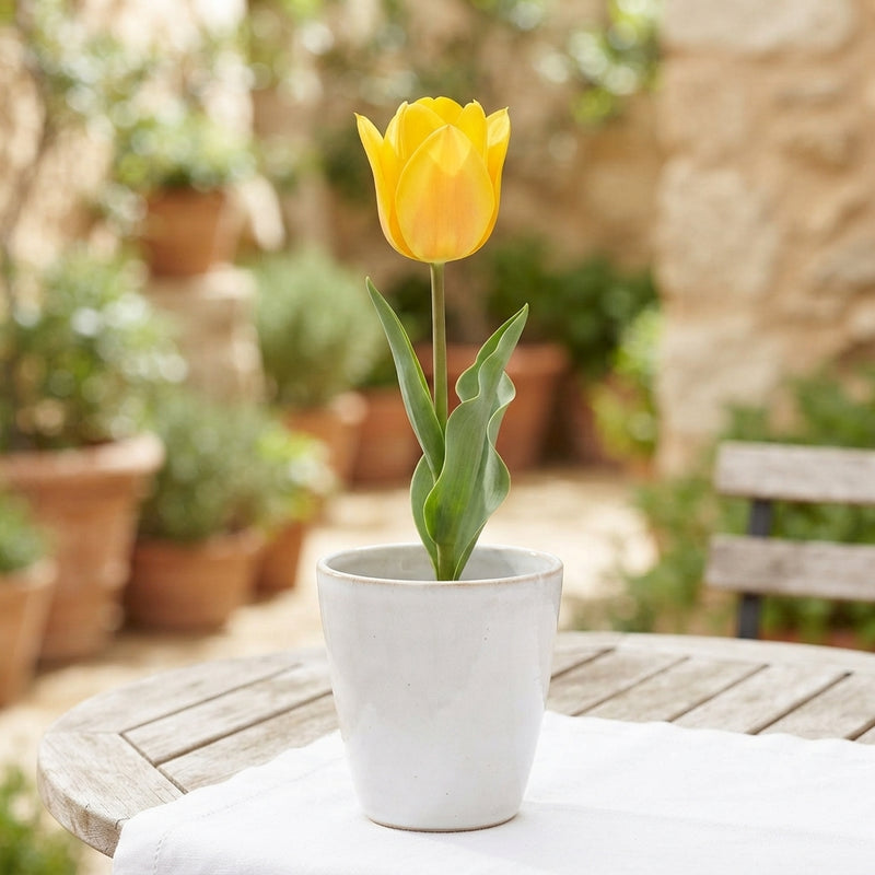 Tulipa kaufmanniana ‘Buttercup’ Tulip Bulbs – Pack of 7