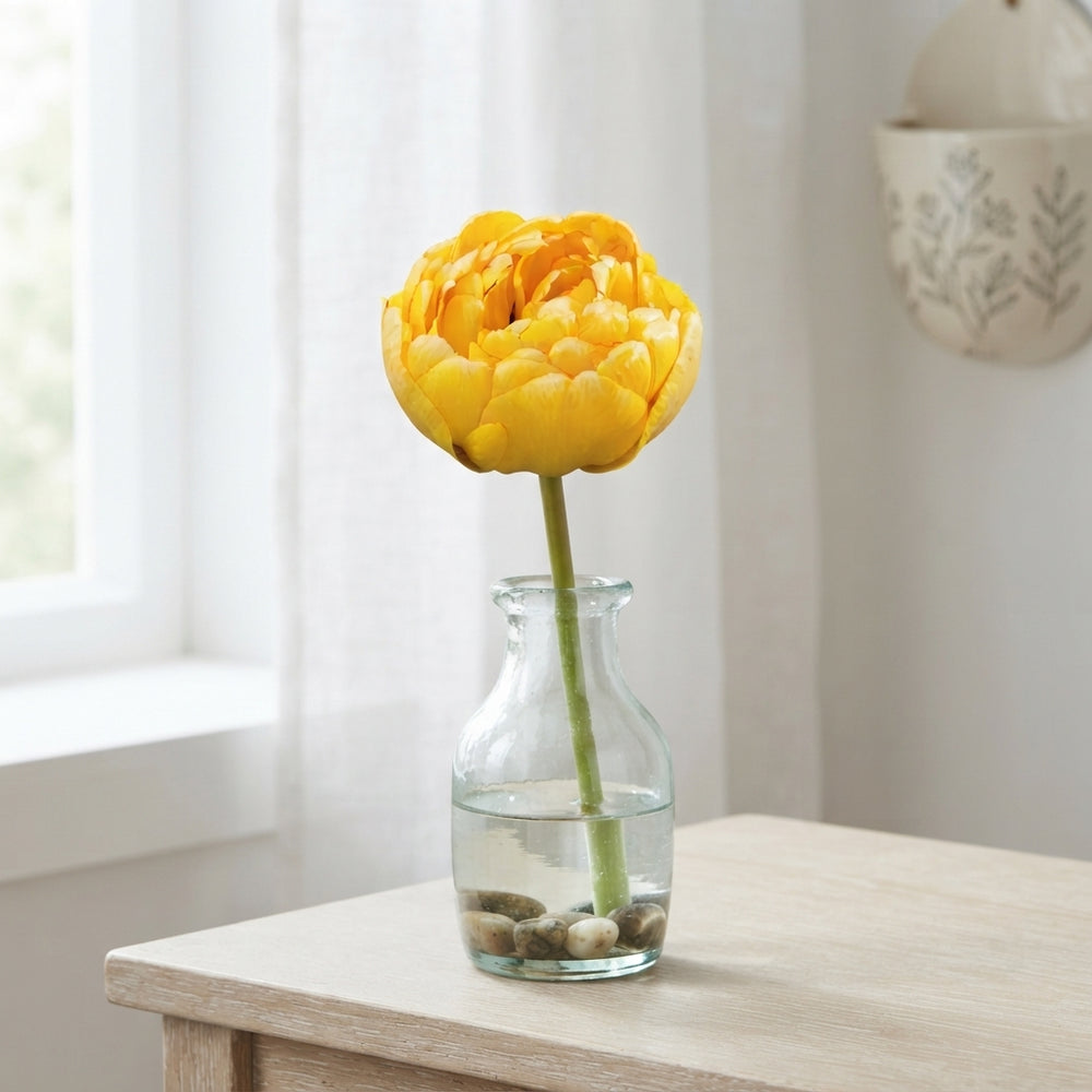 Yellow Pomponette Double Late Tulip Bulbs – 7 Bulbs