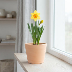 Narcissus ‘Suzy’ Daffodil Flower Bulbs – 5 Bulbs