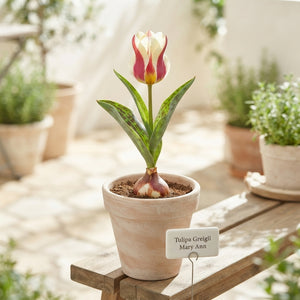 Greigii Tulip ‘Mary Ann’ Bulbs – 7 Bulbs