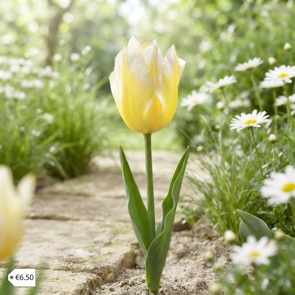 Tulipa Fosteriana ‘Sweetheart’ Flower Bulbs – 7 Bulbs