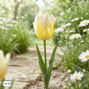 Tulipa Fosteriana ‘Sweetheart’ Flower Bulbs – 7 Bulbs
