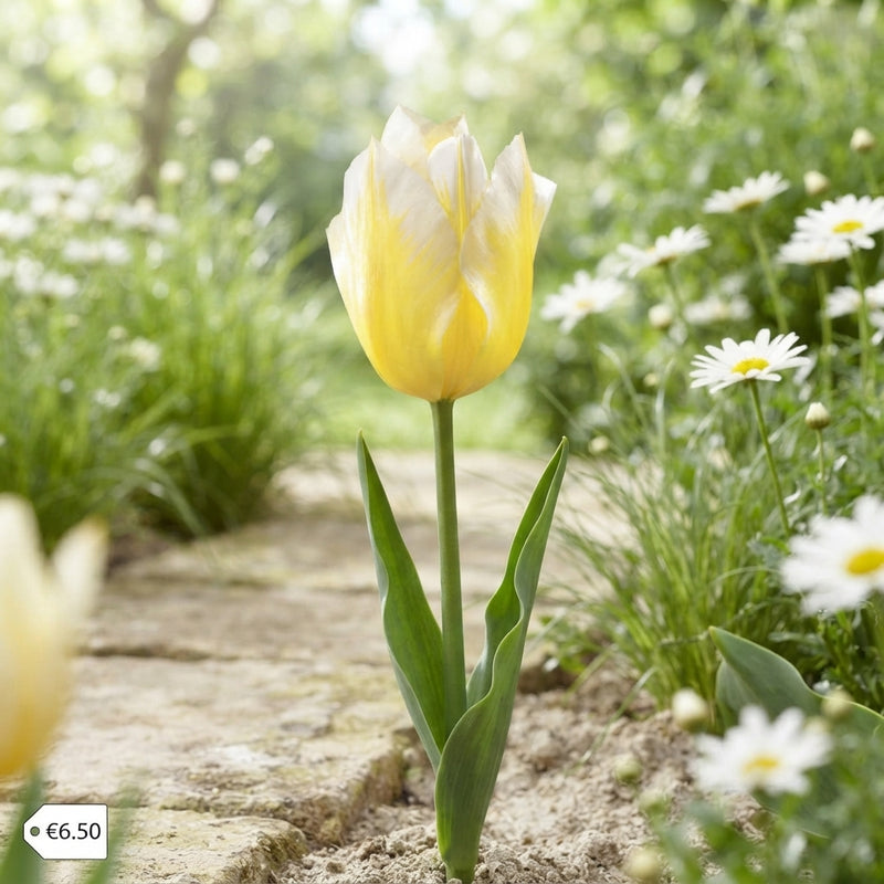 Tulipa Fosteriana ‘Sweetheart’ Flower Bulbs – 7 Bulbs