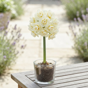 Narcissus ‘Bridal Crown’ Daffodil Bulbs
