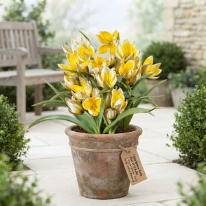 Species Tulip ‘Tarda’ (Tulipa tarda) Bulbs