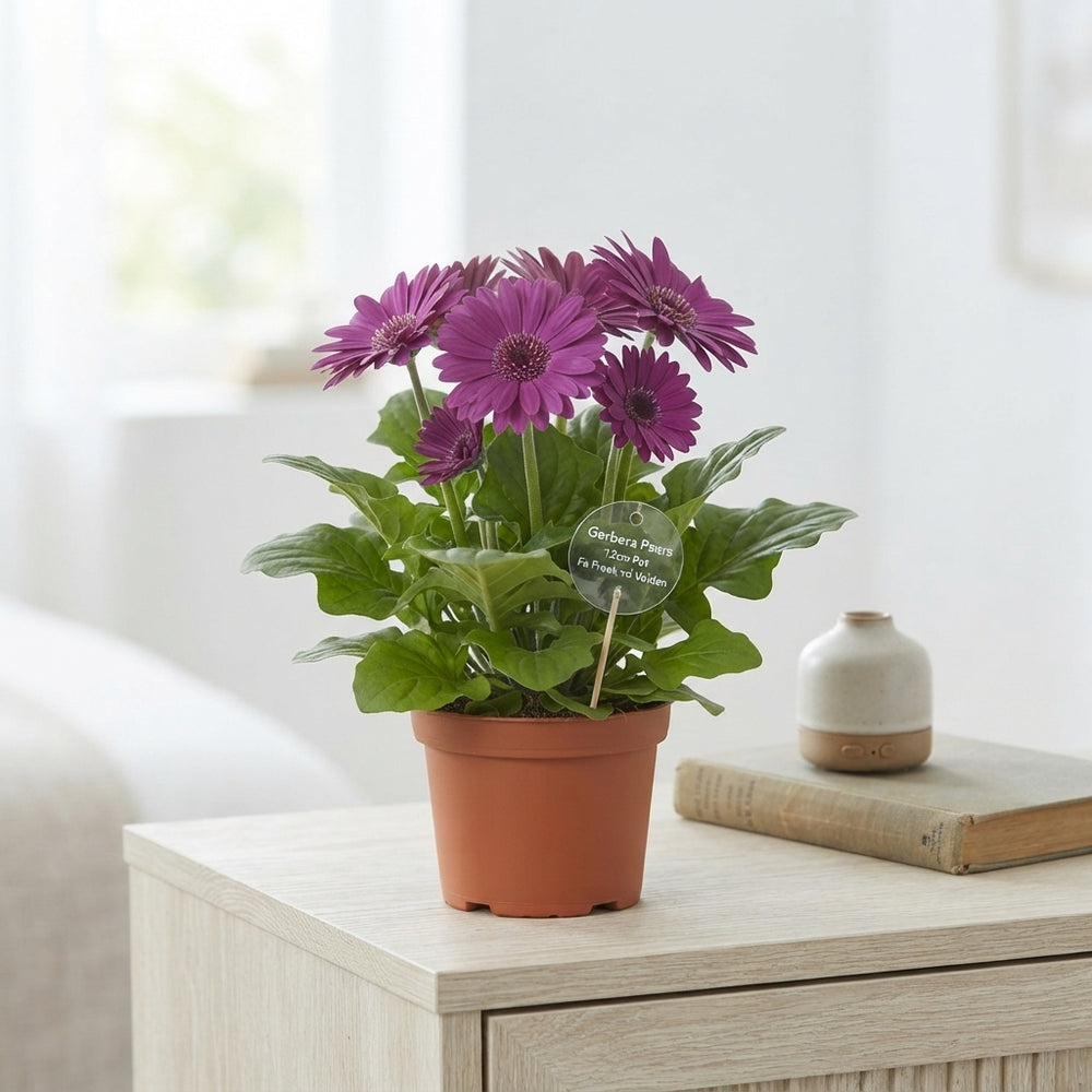 Purple Gerbera Houseplant – 12cm Pot