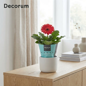Mixed Gerbera Houseplant ‘Twister’ – 12cm Pot