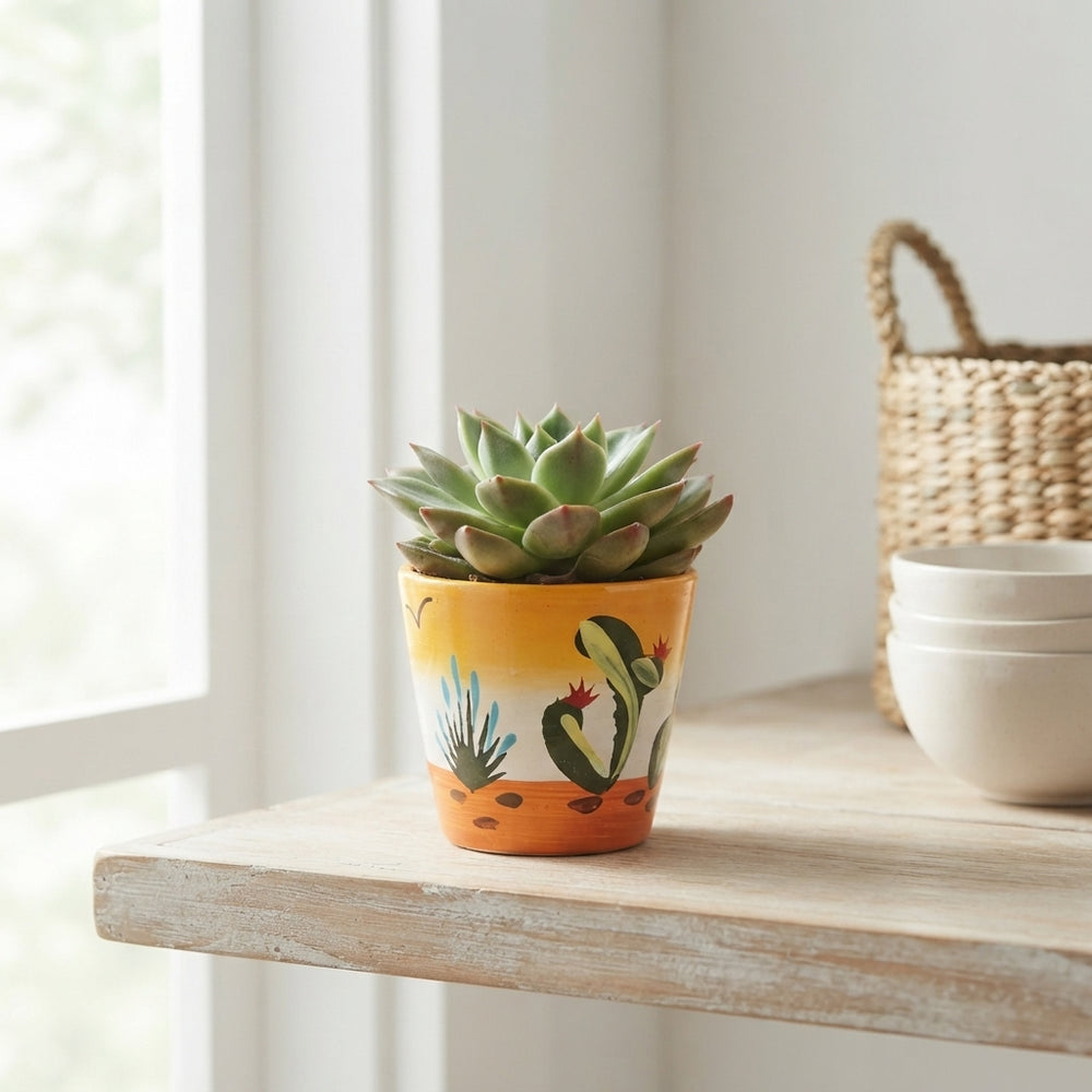 Mixed Echeveria Succulent – 7cm Ceramic Pot