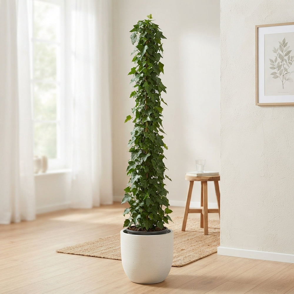 Irish Ivy (Hedera hibernica) – 21cm Pot, 180cm Tall