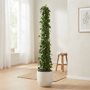 Irish Ivy (Hedera hibernica) – 21cm Pot, 180cm Tall