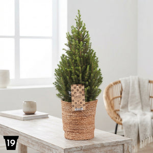 Picea Magnifique Christmas Tree in Jute Bag – 19cm Pot