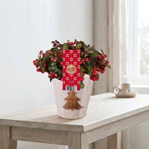 Gaultheria Big Berry Wintergreen – 12cm Pot