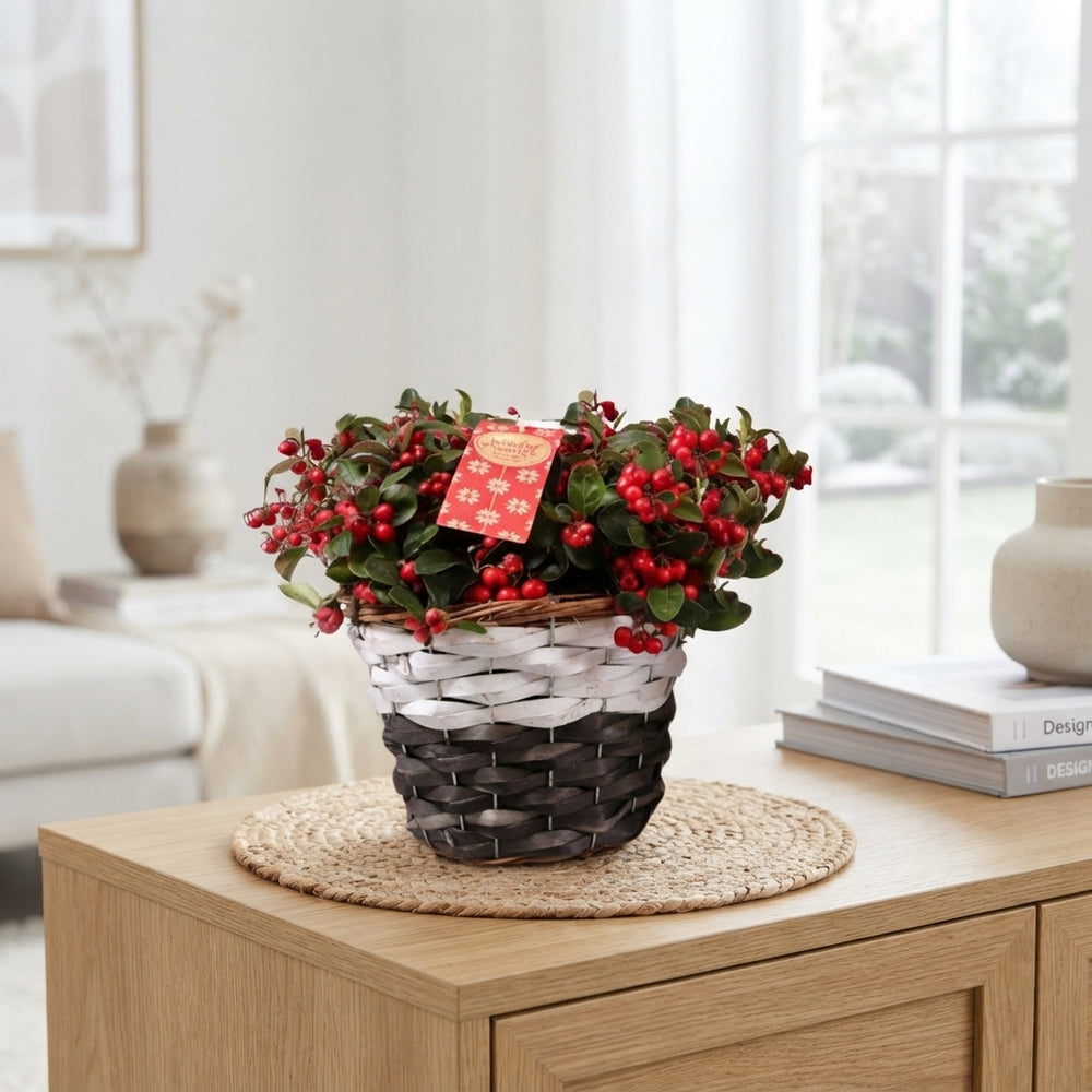 Big Berry Gaultheria with Star Decoration – 19cm Pot