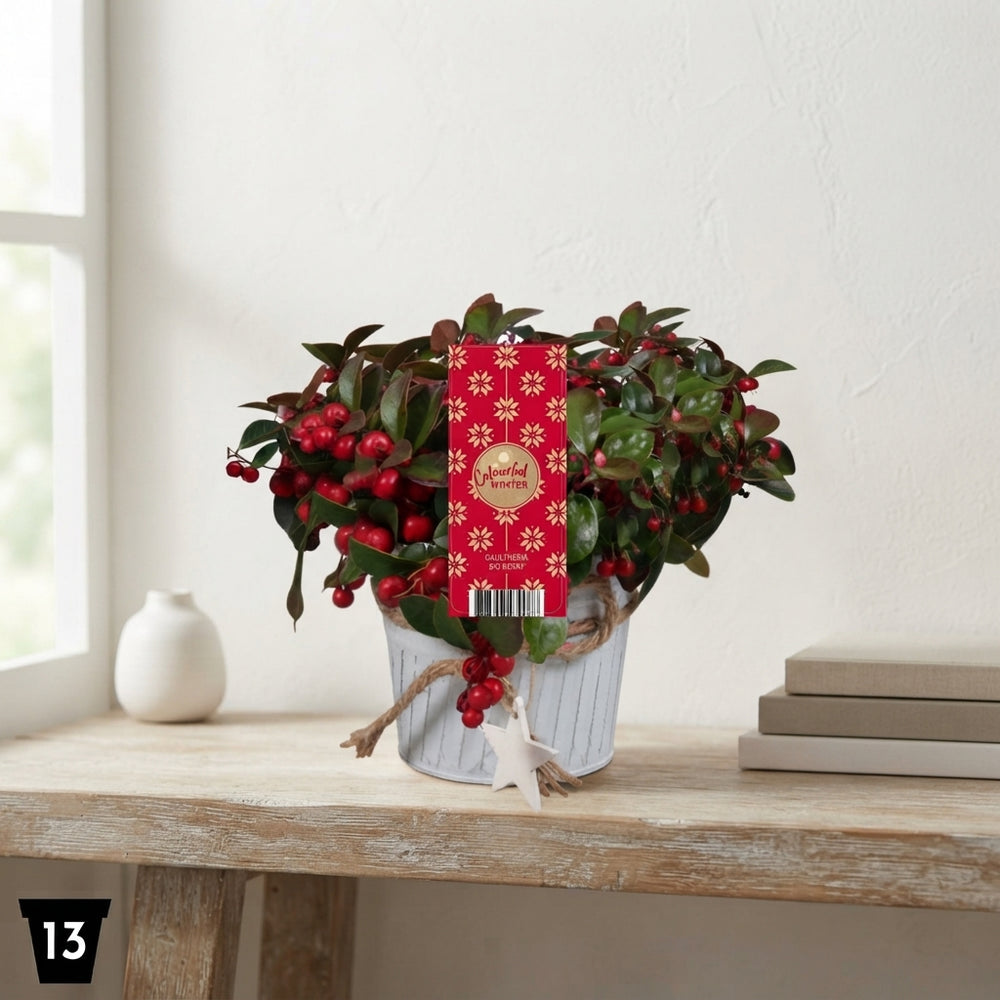 Gaultheria Big Berry – 13cm Pot