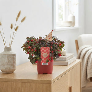 Big Berry Gaultheria with Natural Tree – 12cm Pot
