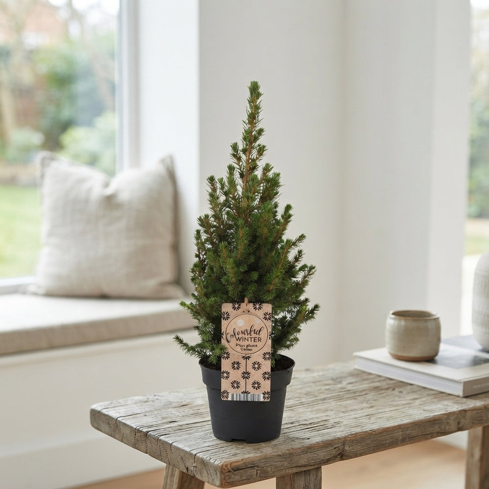 Potted Norway Spruce (Picea) – 13cm Pot, 45cm High