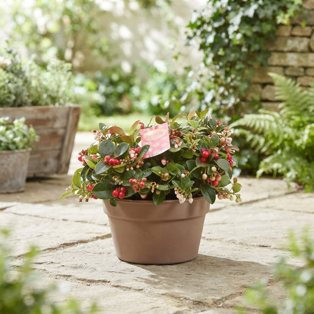 Big Berry Gaultheria – 20cm Terracotta Pot