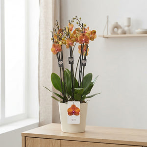 White Phalaenopsis Orchid – 12cm Pot, 65cm Tall